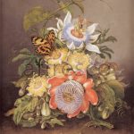 Картина: Ferdinand Bauer, Passionflowers