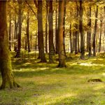 Фрески, Каталог Фотоискусство, арт. ID10860