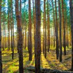 Фрески, Каталог Фотоискусство, арт. ID10863