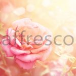 Розовый цветок ,  арт. ID11723