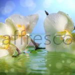 Орхидея в воде ,  арт. ID11746