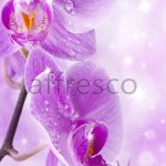 Капли на фиолетовых цветах ,  арт. ID11759