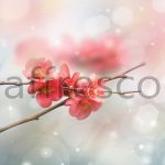 Цветочки сакуры макросъемка ,  арт. ID11824