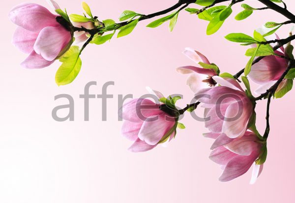 Веточки магнолии ,  арт. ID12676