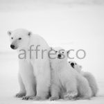 Фрески, Каталог Фотоискусство, арт. ID13538