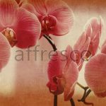 Цветы на ветке орхидеи ,  арт. ID135671