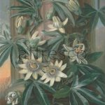 Картина: Philip Reinagle, Blue Passion Flower for the Temple of Flora by Robert Thornton