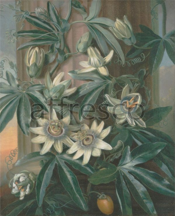 Картина: Philip Reinagle, Blue Passion Flower for the Temple of Flora by Robert Thornton